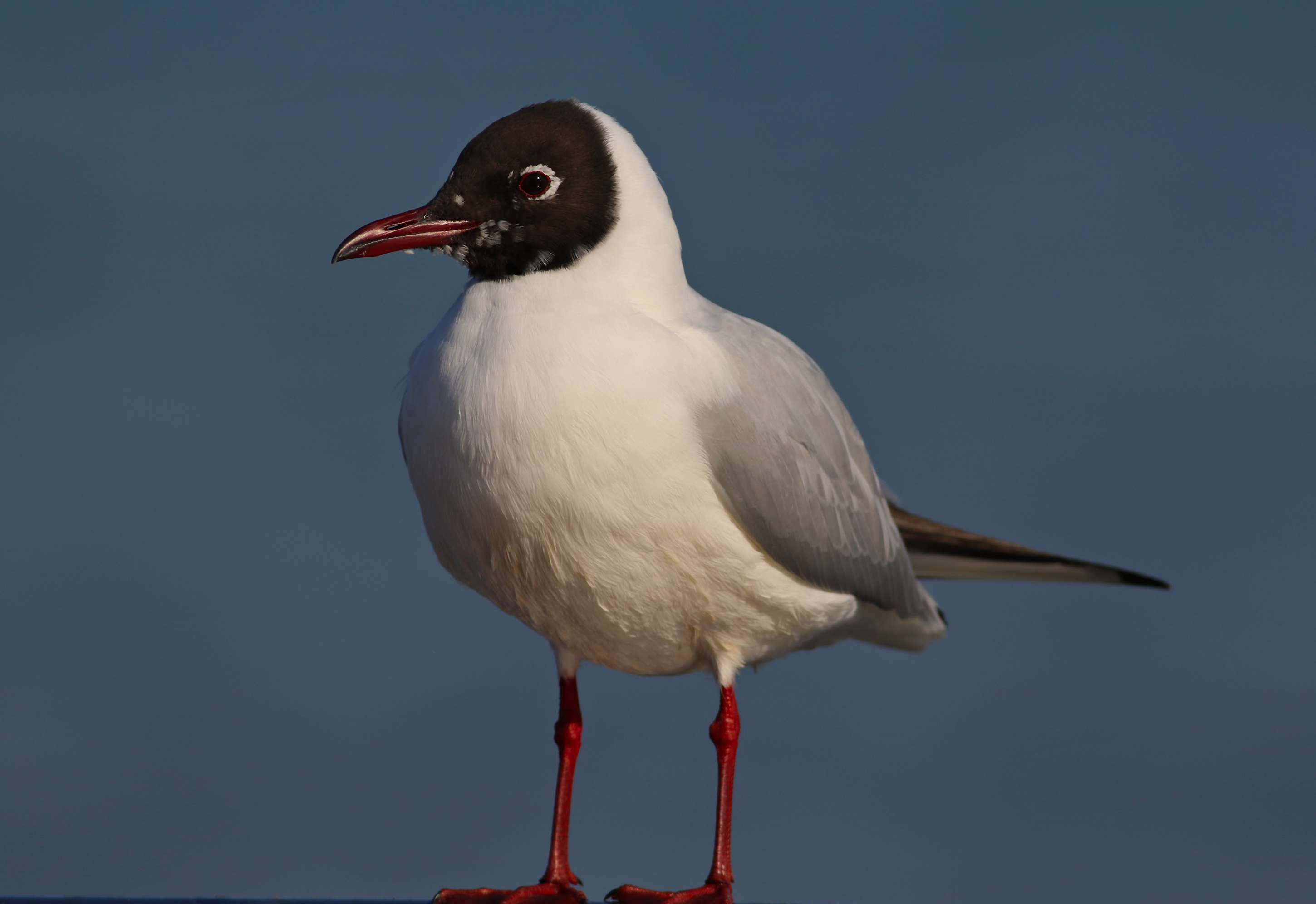 Black-headed Gull